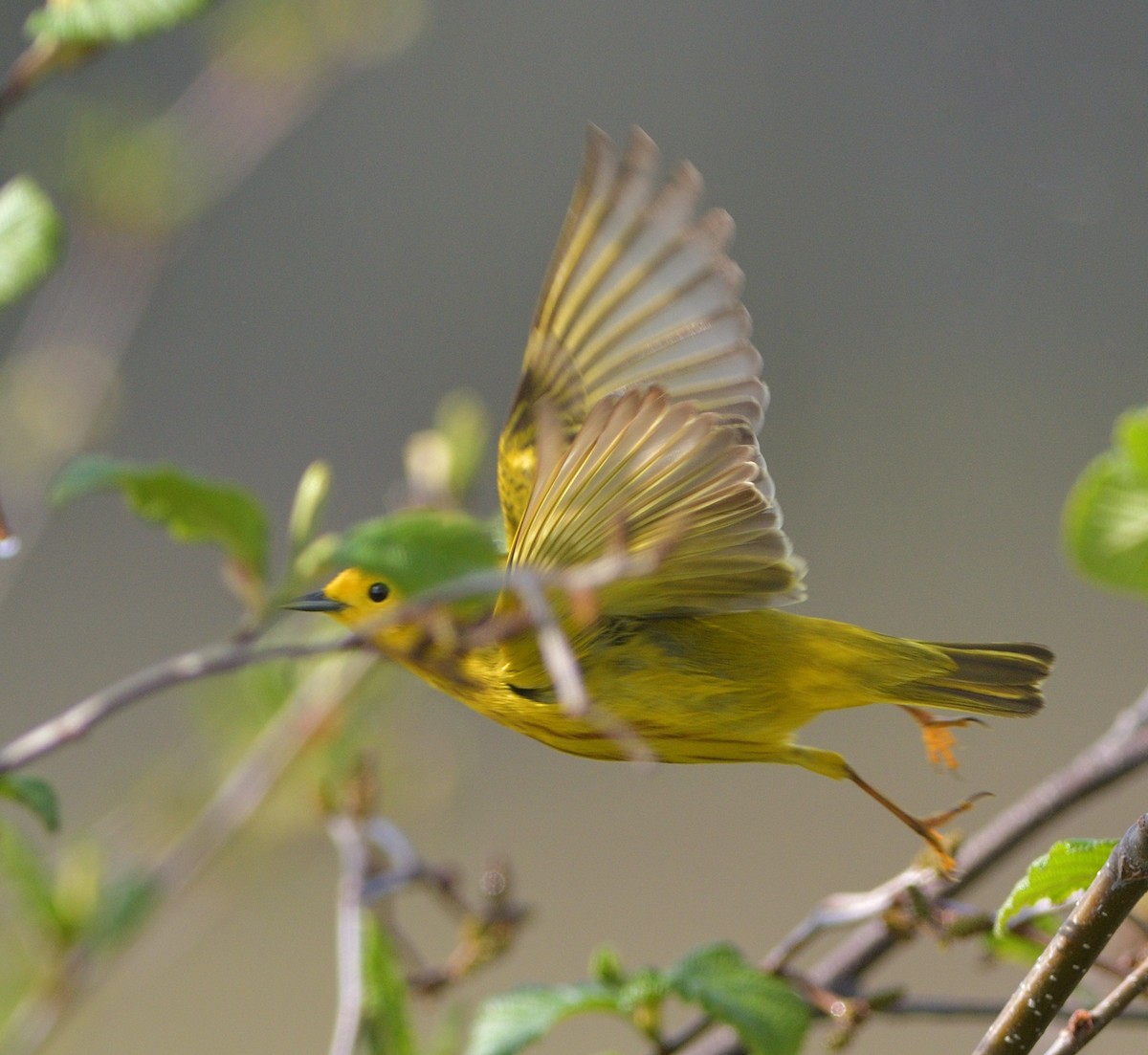 Yellow Warbler - ML619110224