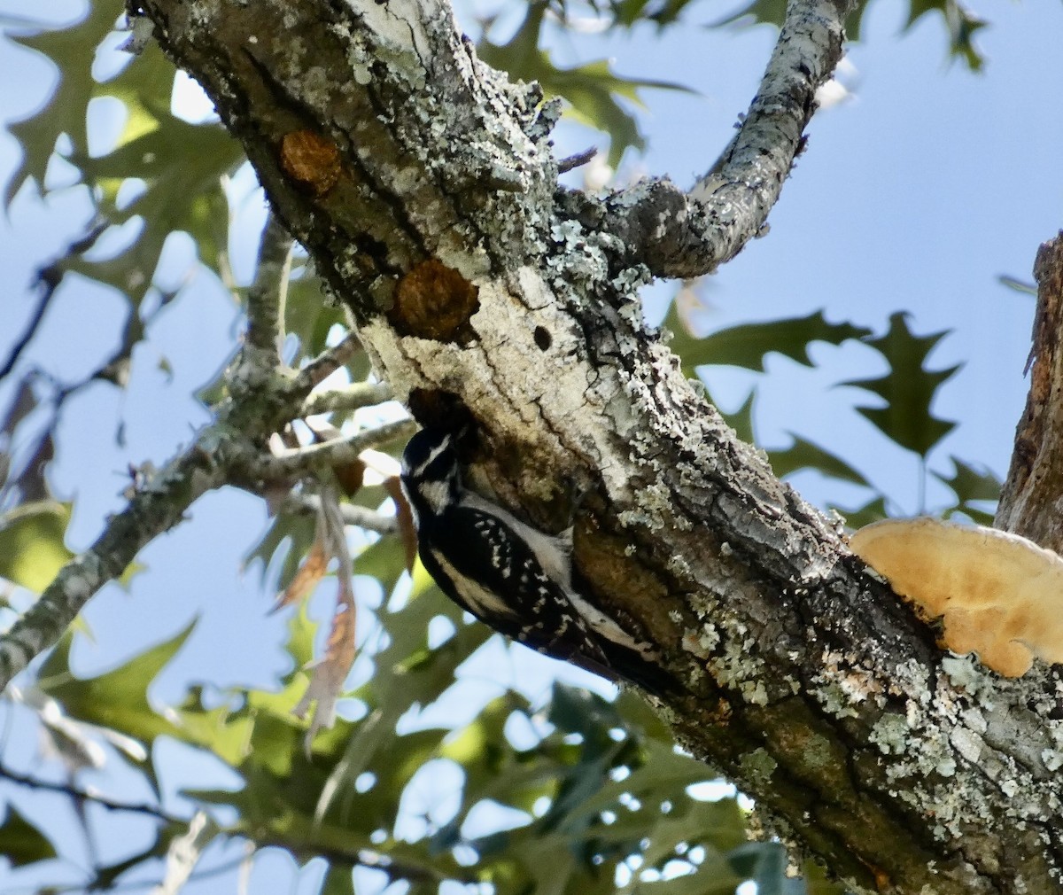 Downy Woodpecker - Joanne "JoJo" Bradbury