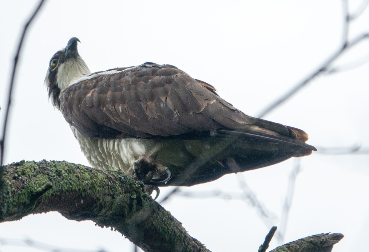 Osprey - Paul  McPartland