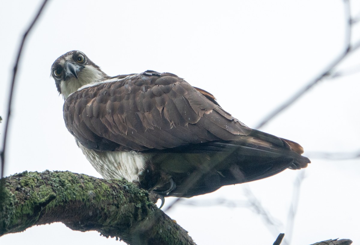 Osprey - Paul  McPartland