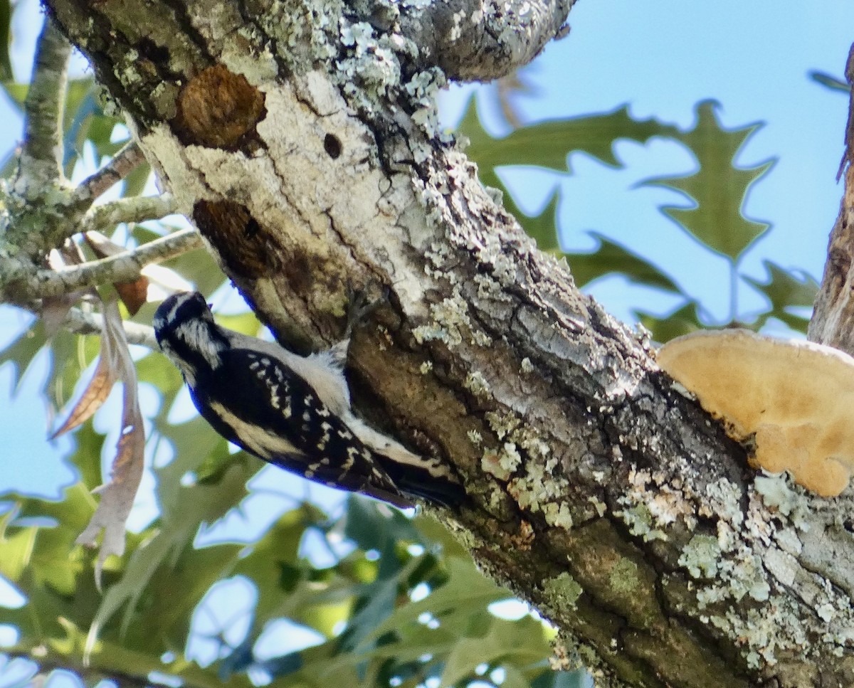 Downy Woodpecker - Joanne "JoJo" Bradbury