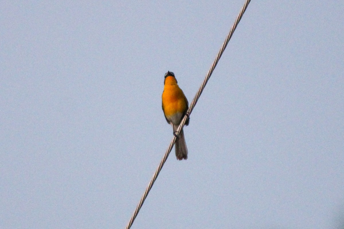 Yellow-breasted Chat - Richard  Lechleitner