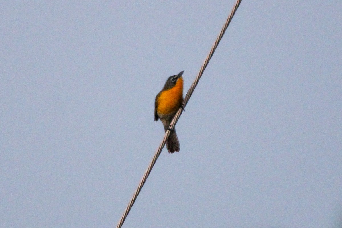 Yellow-breasted Chat - Richard  Lechleitner