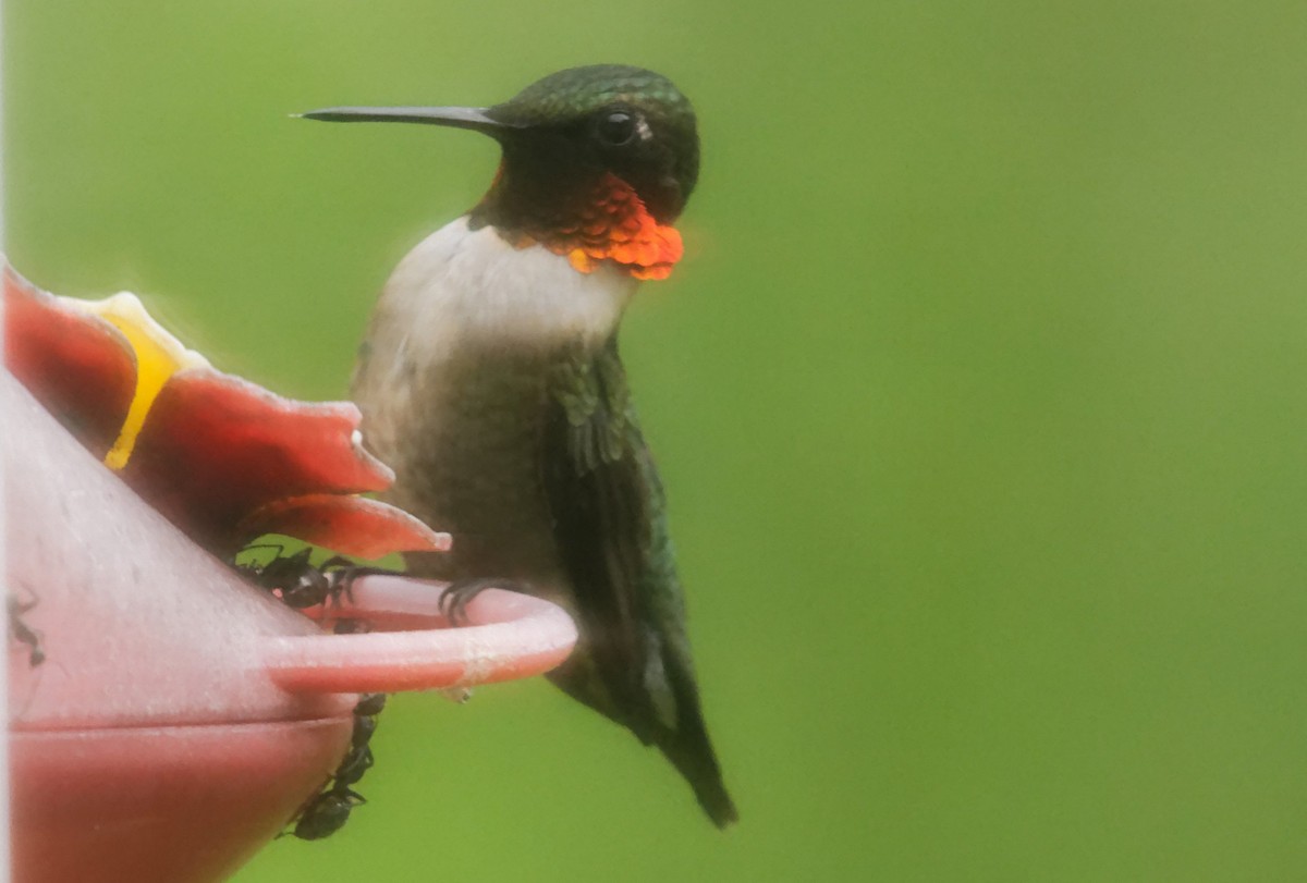 Ruby-throated Hummingbird - David Hoag