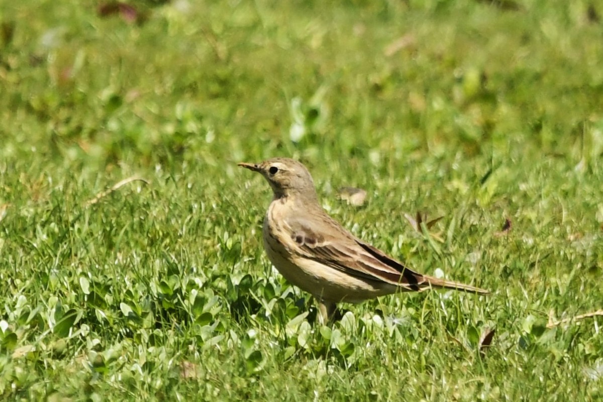 American Pipit - Robin P