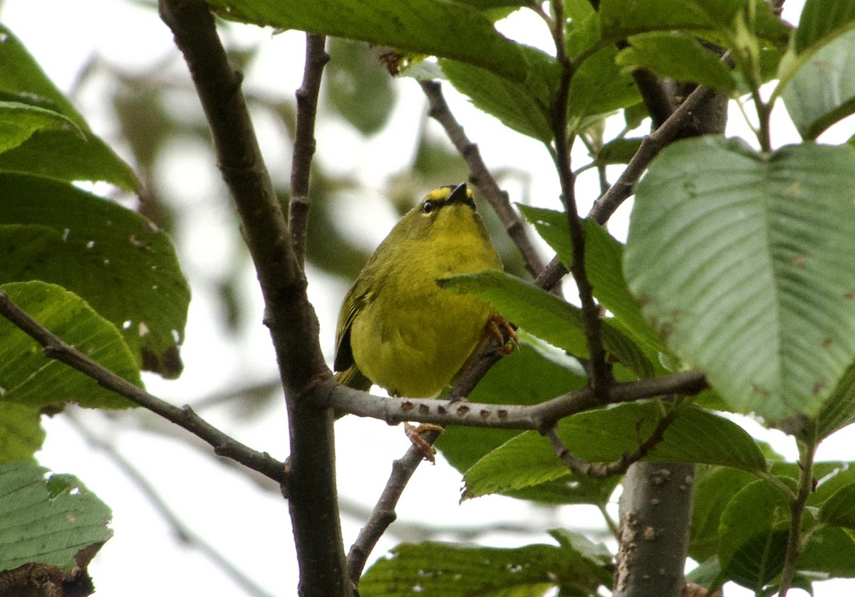 Black-crested Warbler - Frances Oliver