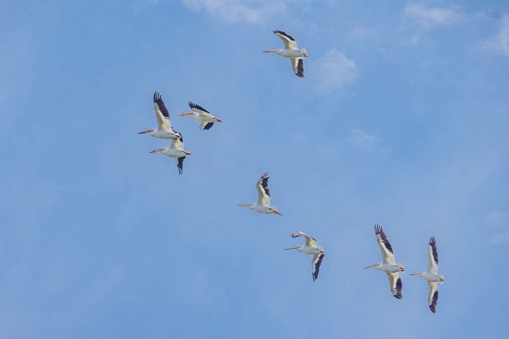 American White Pelican - ML619110291