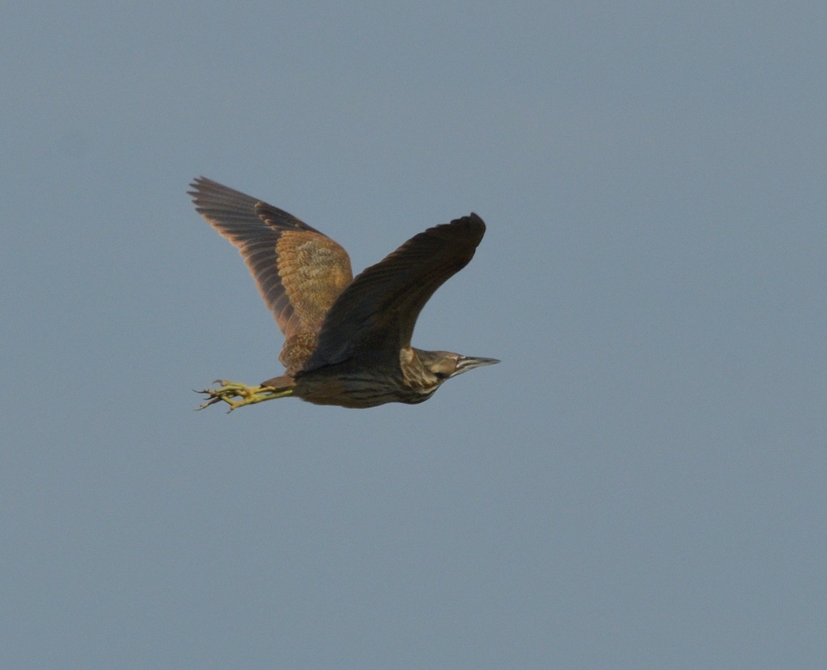 American Bittern - ML619110293