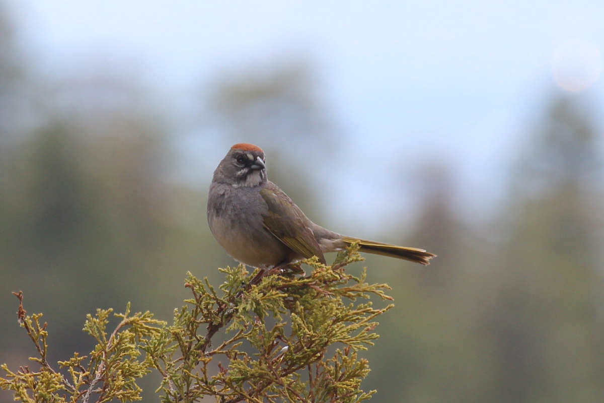 Green-tailed Towhee - Jerry FlyBird