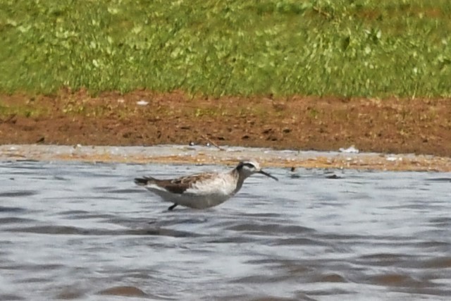 Wilson's Phalarope - Robin P