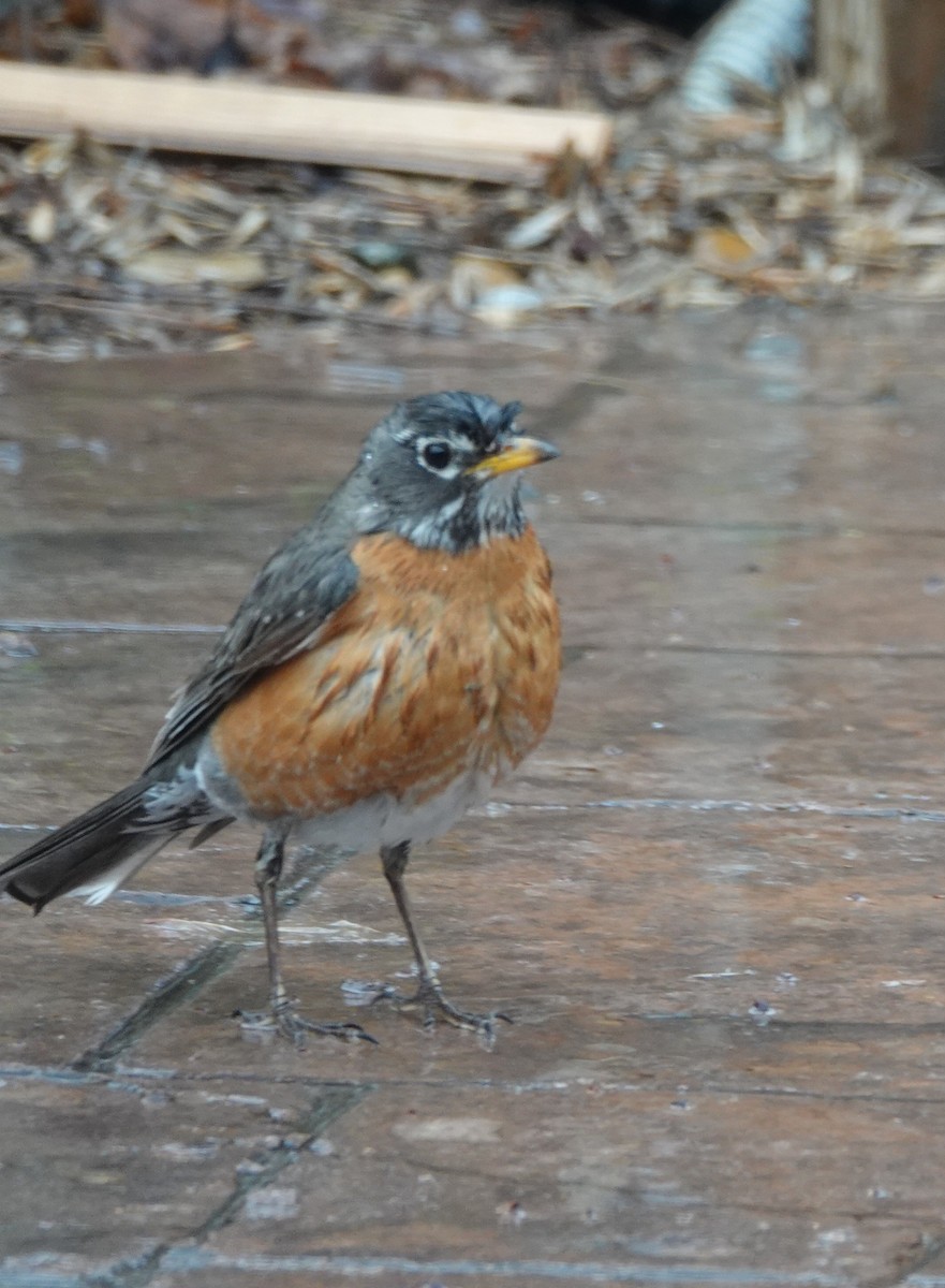 American Robin - ML619110313