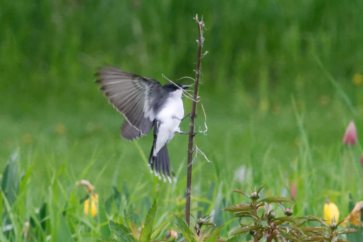 Eastern Kingbird - David Hoag