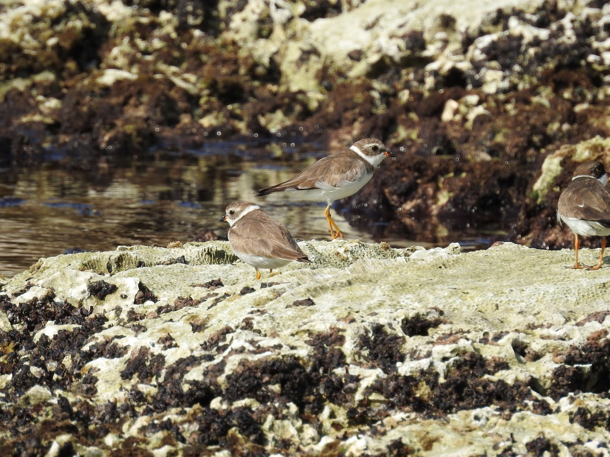 Semipalmated Plover - robert hirst