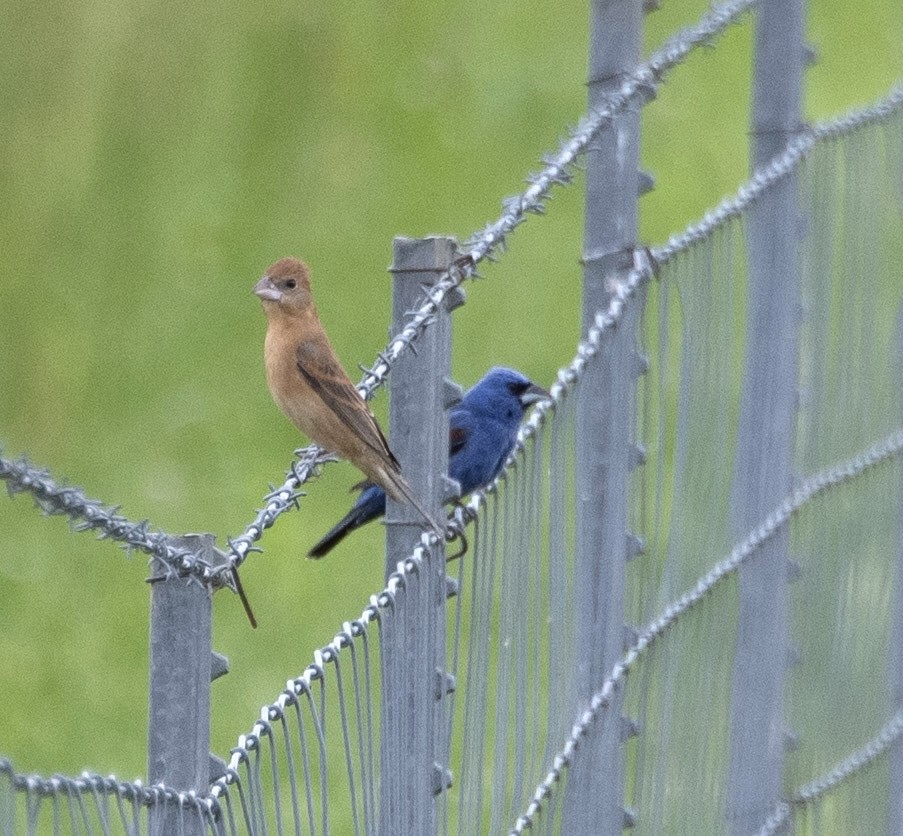 Blue Grosbeak - ML619110332