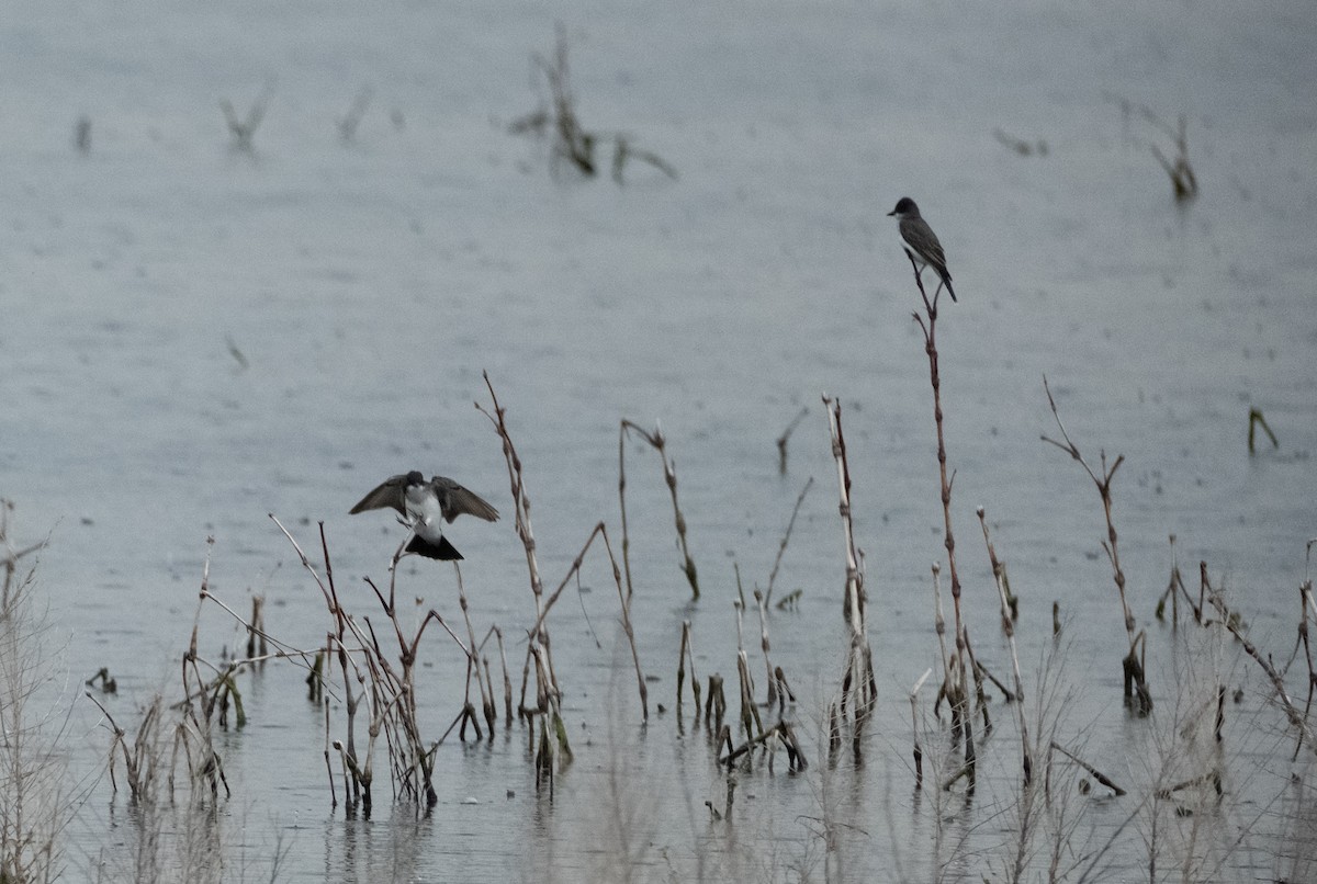 Eastern Kingbird - Tom Crowe