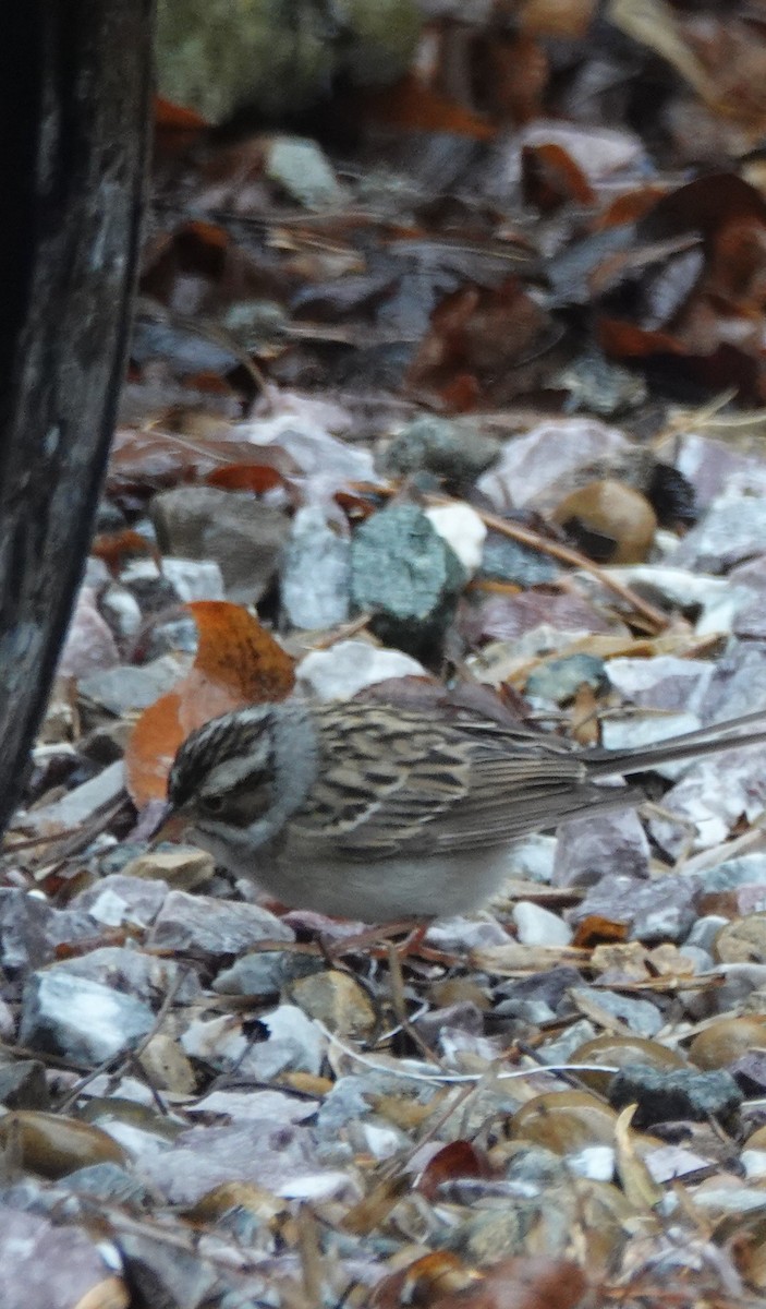 Clay-colored Sparrow - David Fraser