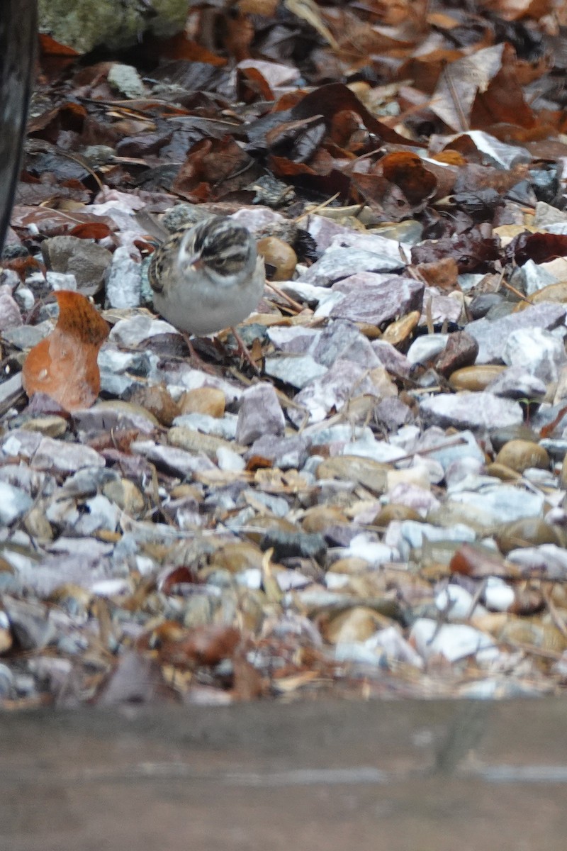 Clay-colored Sparrow - David Fraser