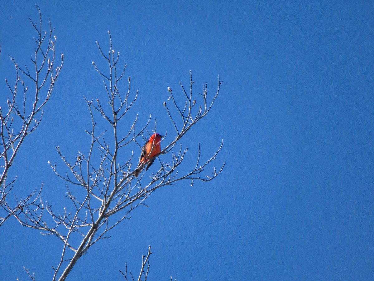 Scarlet Tanager - Andy Ingebritson