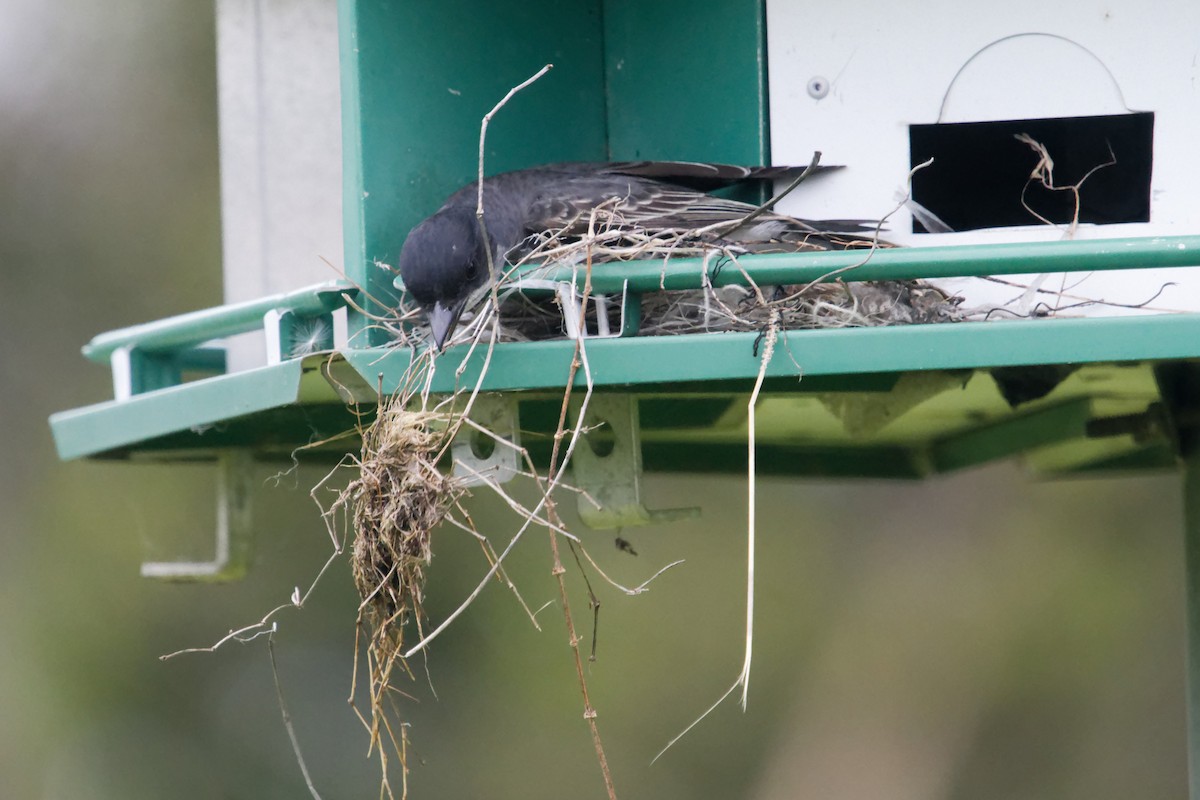 Eastern Kingbird - David Hoag