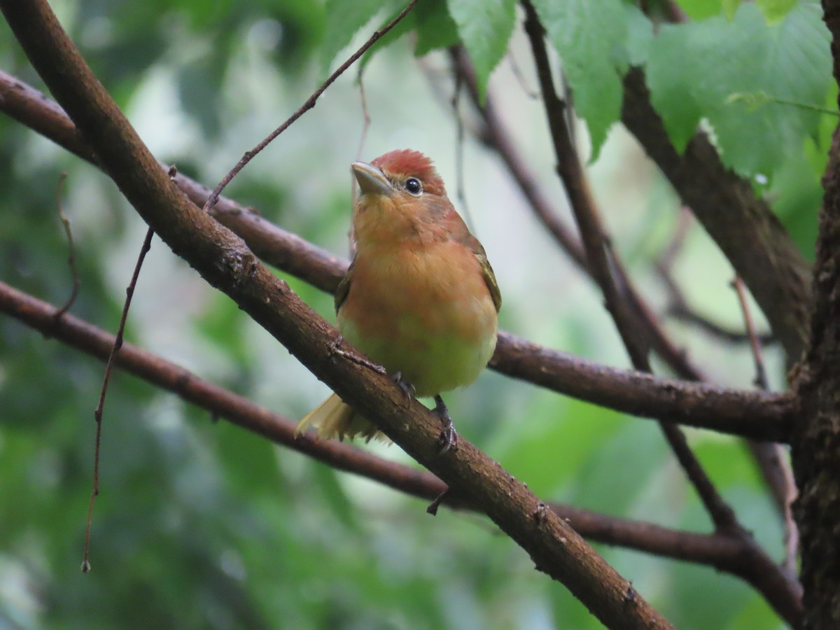 Summer Tanager - Christopher Tomera