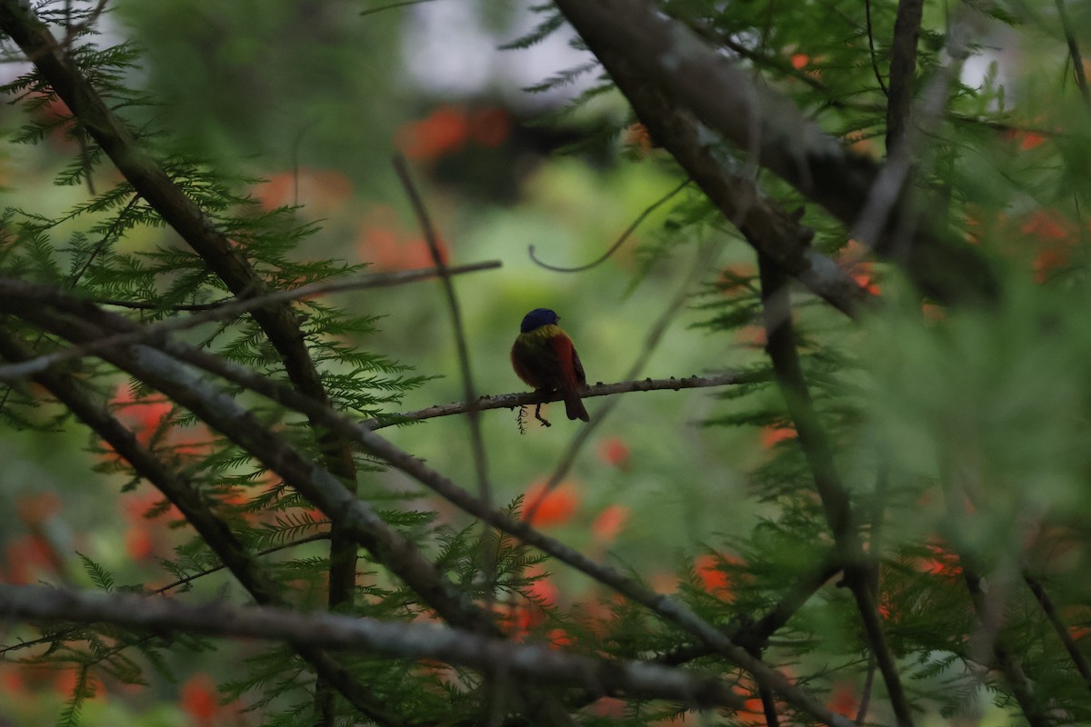 Painted Bunting - Mathieu Soetens