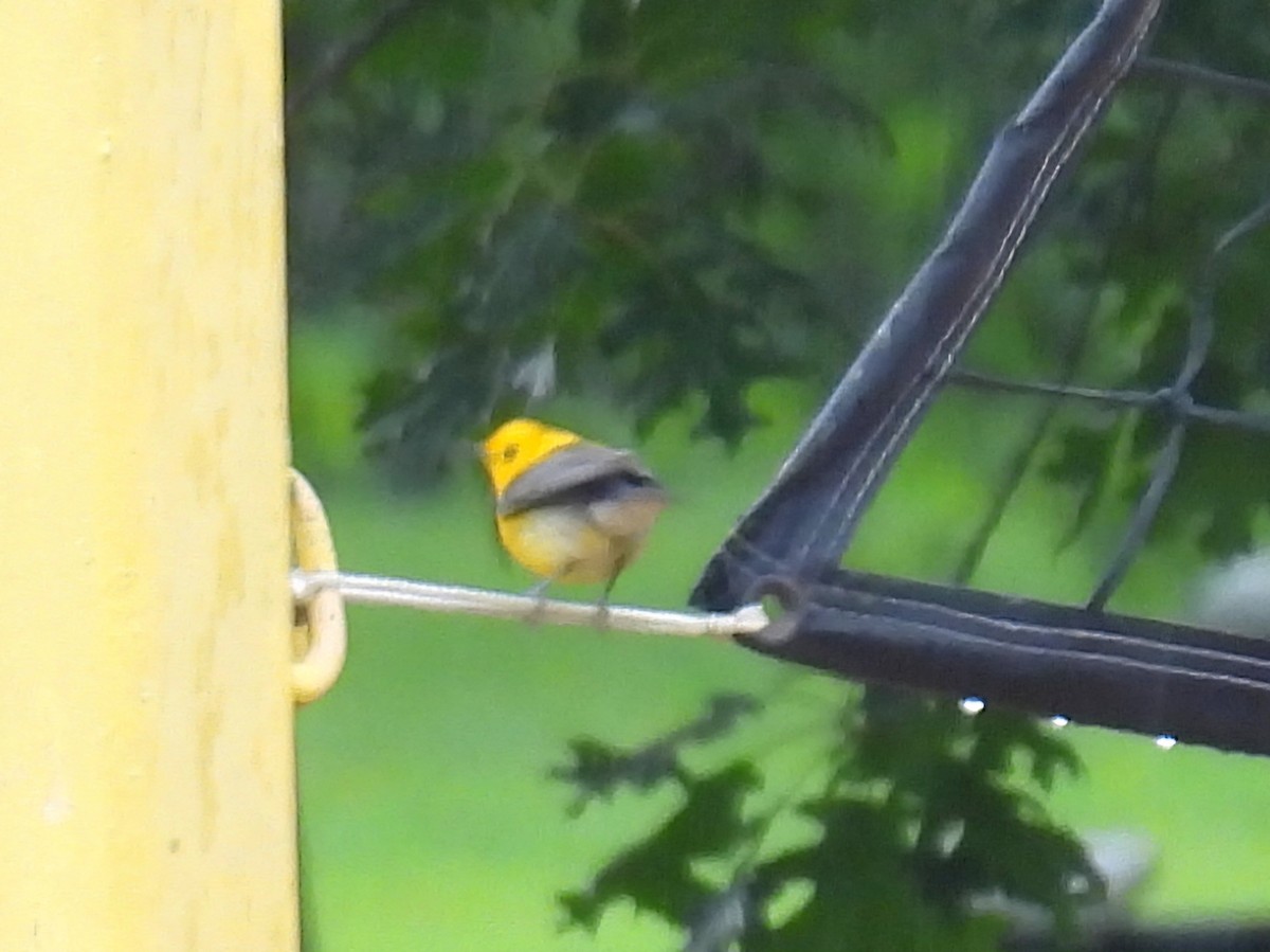 Prothonotary Warbler - Joan K