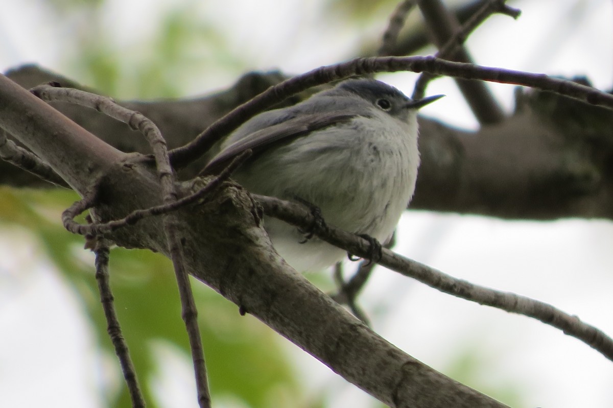 Blue-gray Gnatcatcher - suzanne pudelek