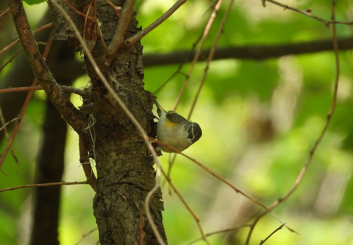 American Redstart - Amy Lyyski