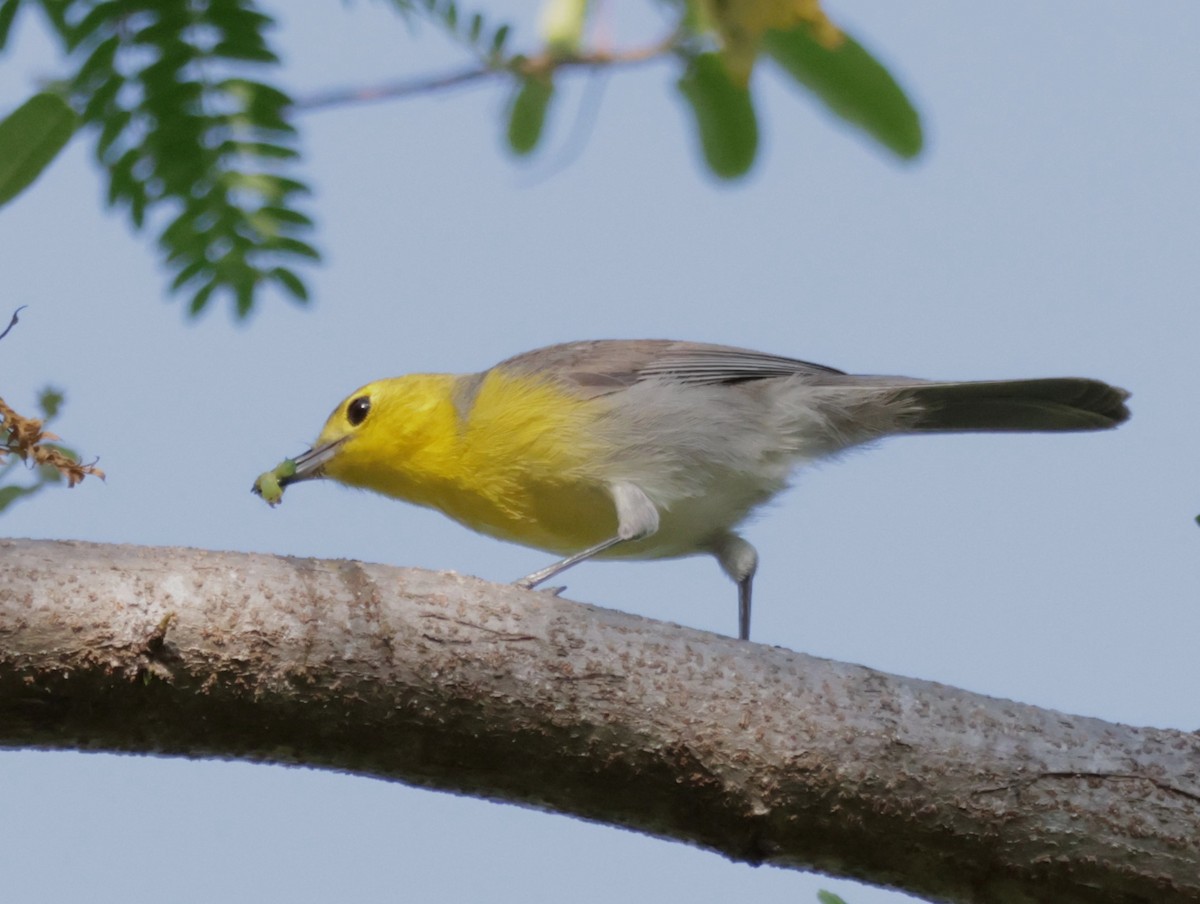 Oriente Warbler - Joan Baker