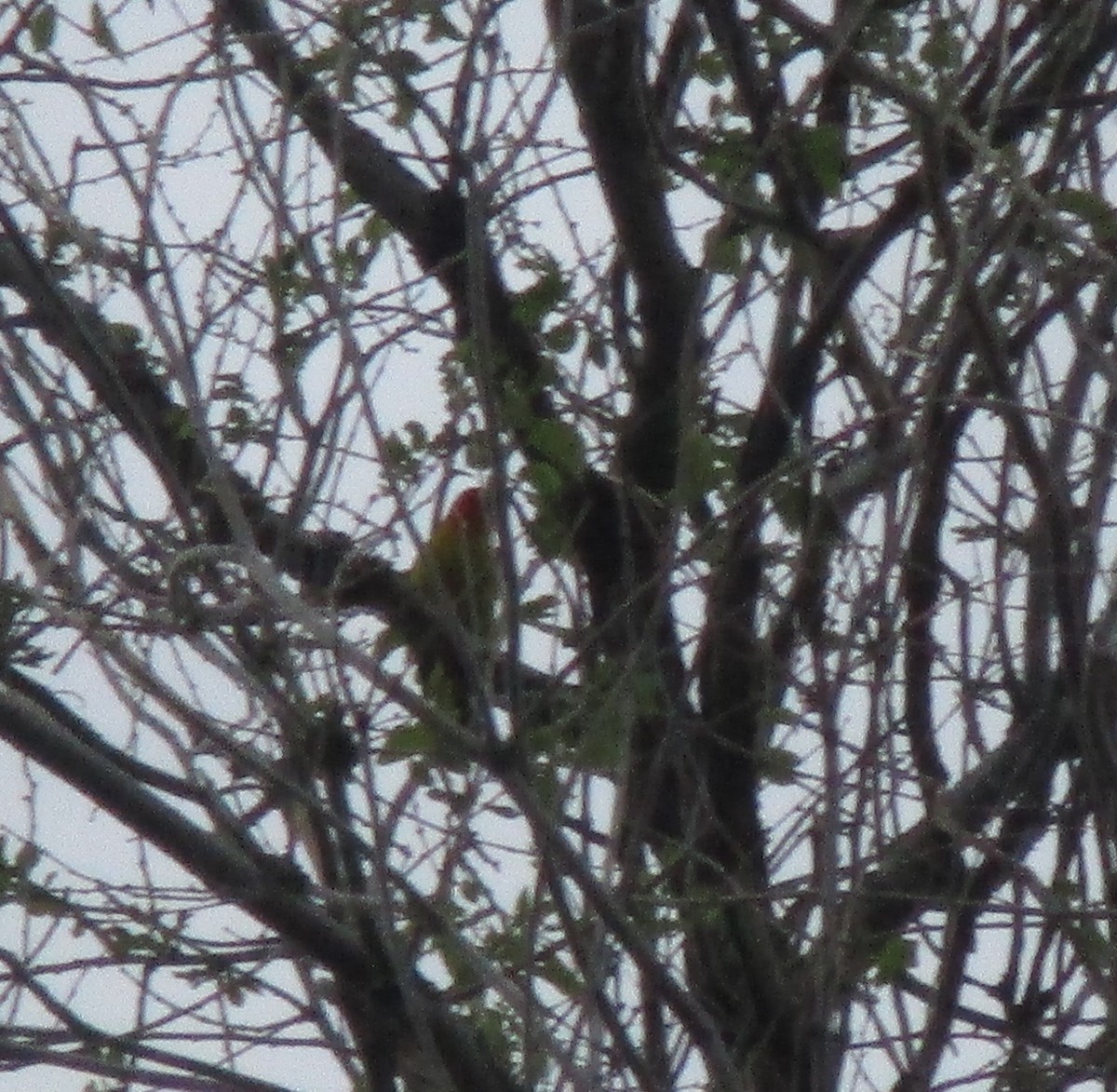 Western Tanager - Gabriel Russell