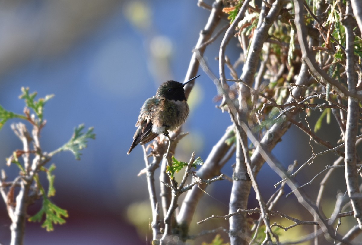 Ruby-throated Hummingbird - Ben Stubbs