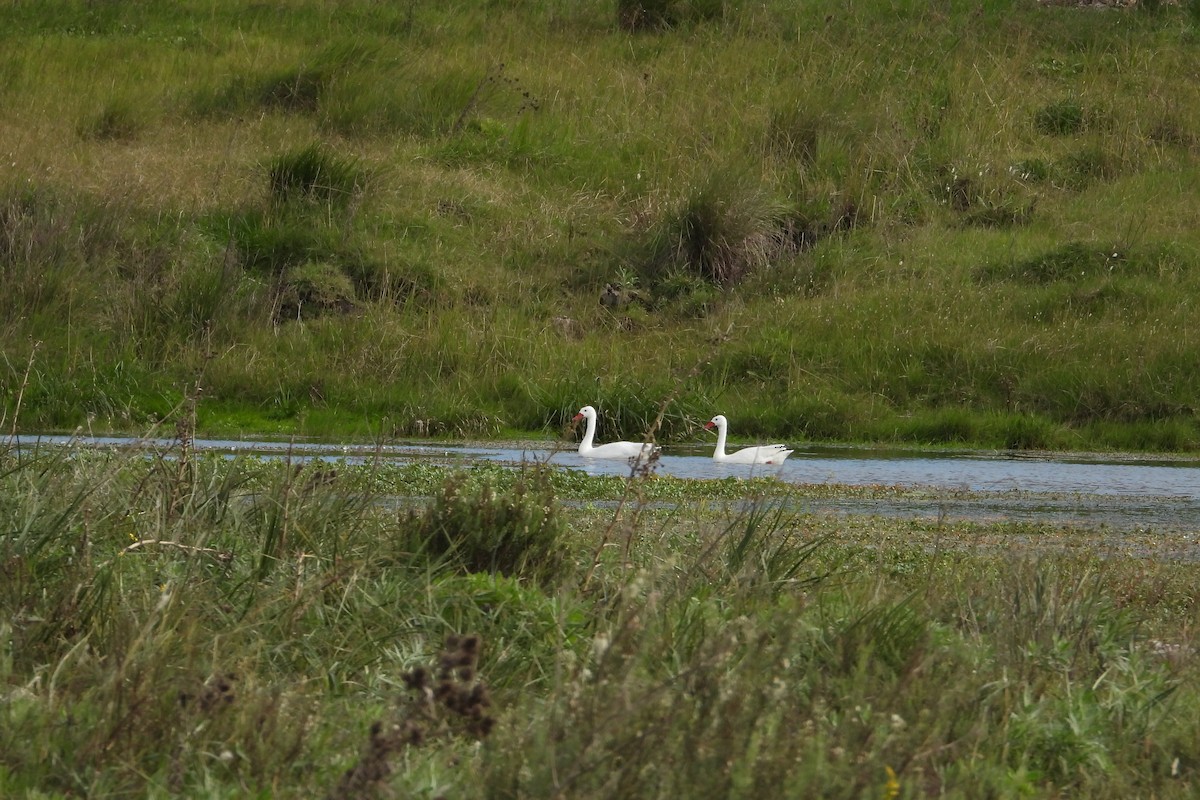 Coscoroba Swan - Maria Rosa Hernandez  Lopez