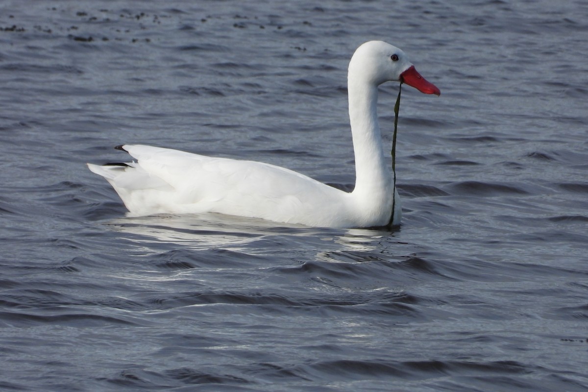 Coscoroba Swan - Maria Rosa Hernandez  Lopez