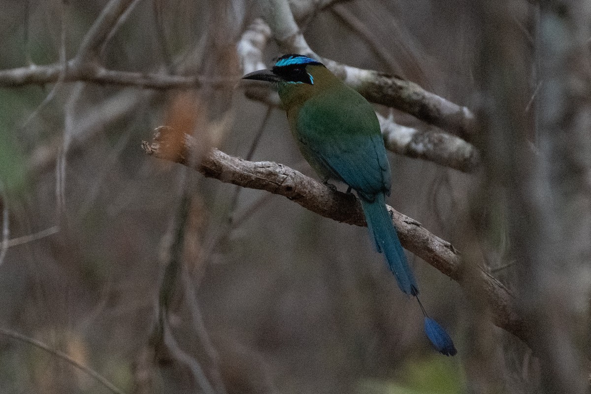 Lesson's Motmot - Niels Geelen