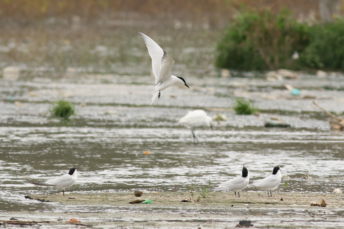 Gull-billed Tern - ML619110469