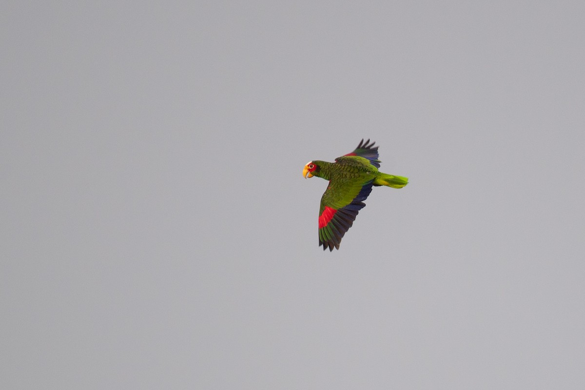 Yellow-lored Parrot - Niels Geelen
