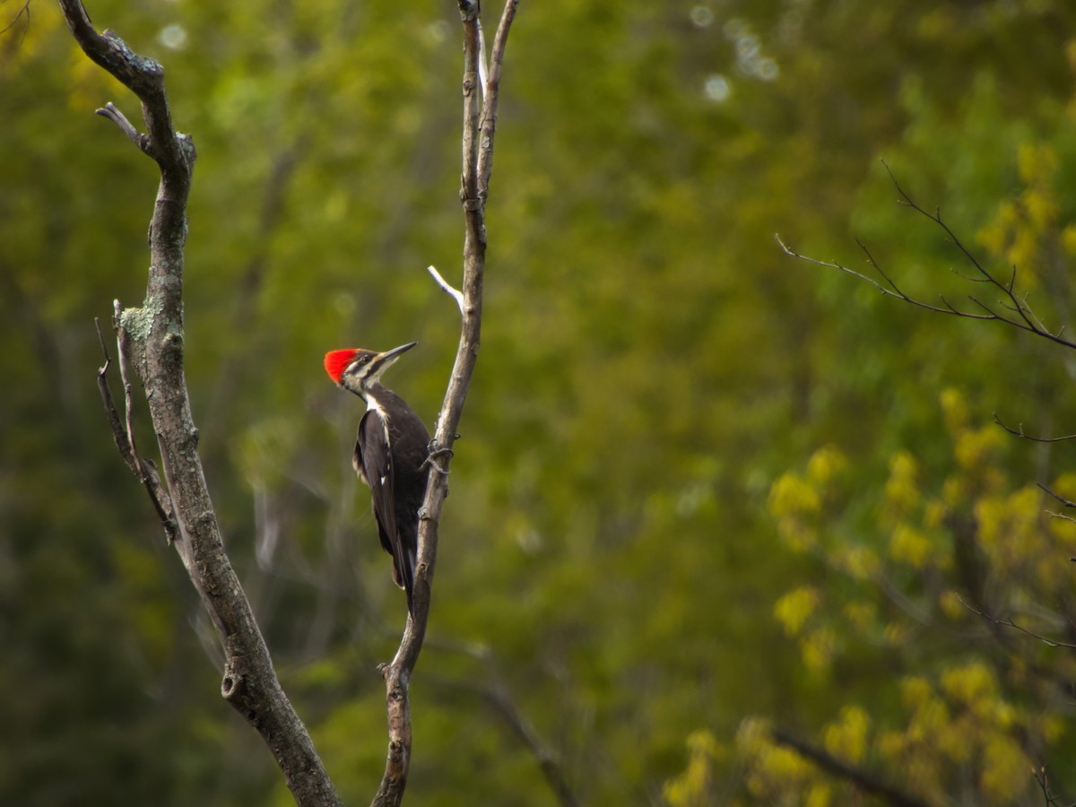 Pileated Woodpecker - Andy Ingebritson