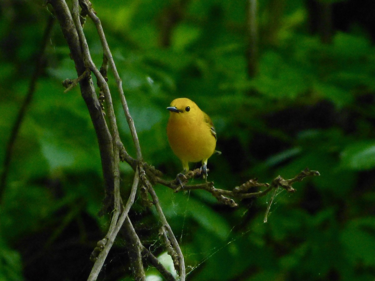 Prothonotary Warbler - Derek Richardson