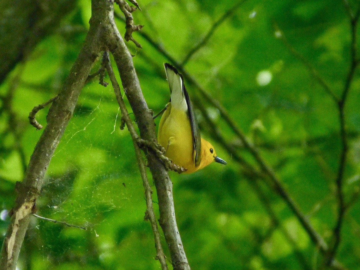 Prothonotary Warbler - Derek Richardson