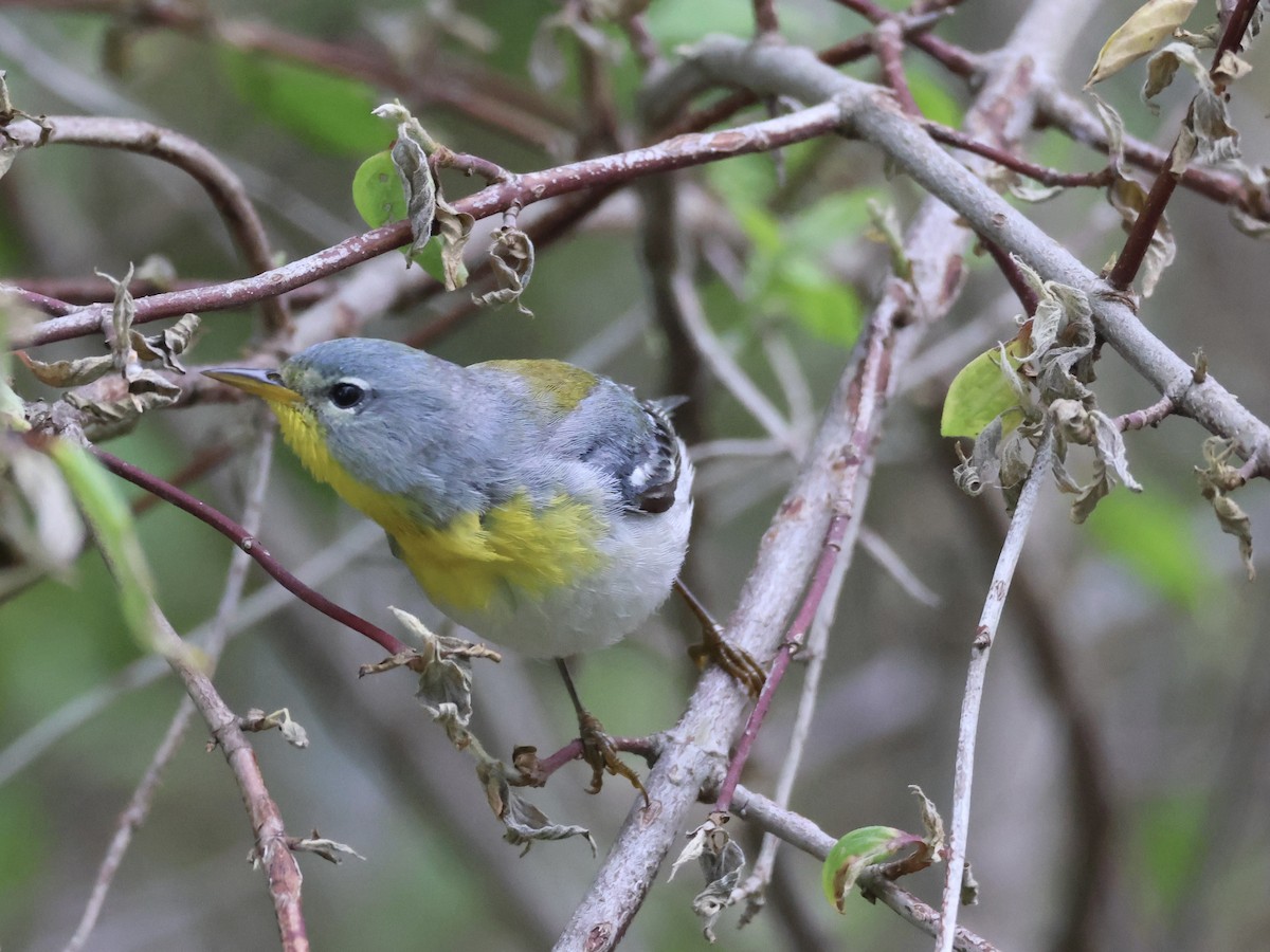 Northern Parula - Joanne Morrissey