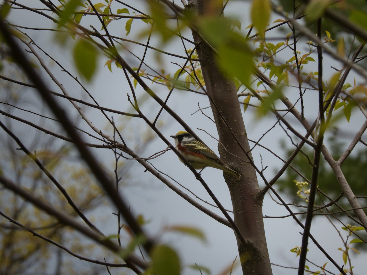 Chestnut-sided Warbler - Andy Ingebritson