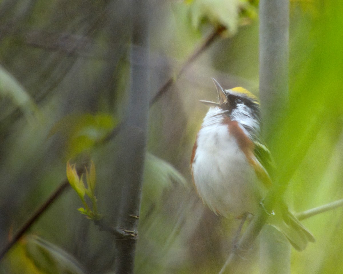 Chestnut-sided Warbler - Andy Ingebritson