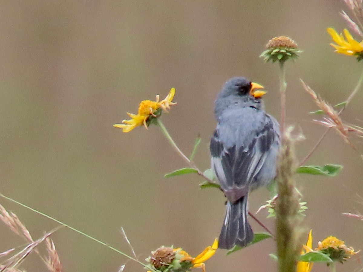 Band-tailed Sierra Finch - Greg Vassilopoulos