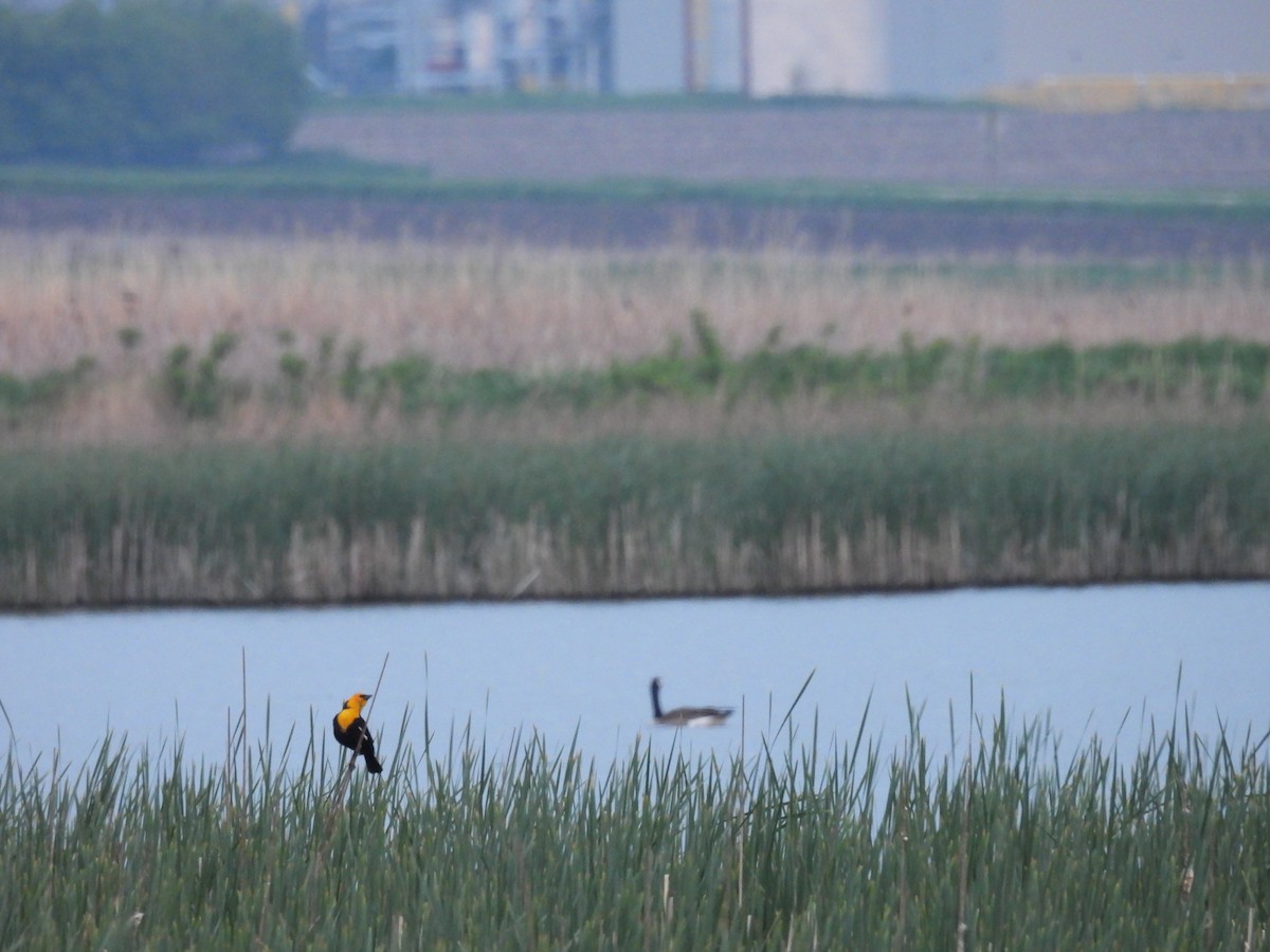 Yellow-headed Blackbird - Clayton Will