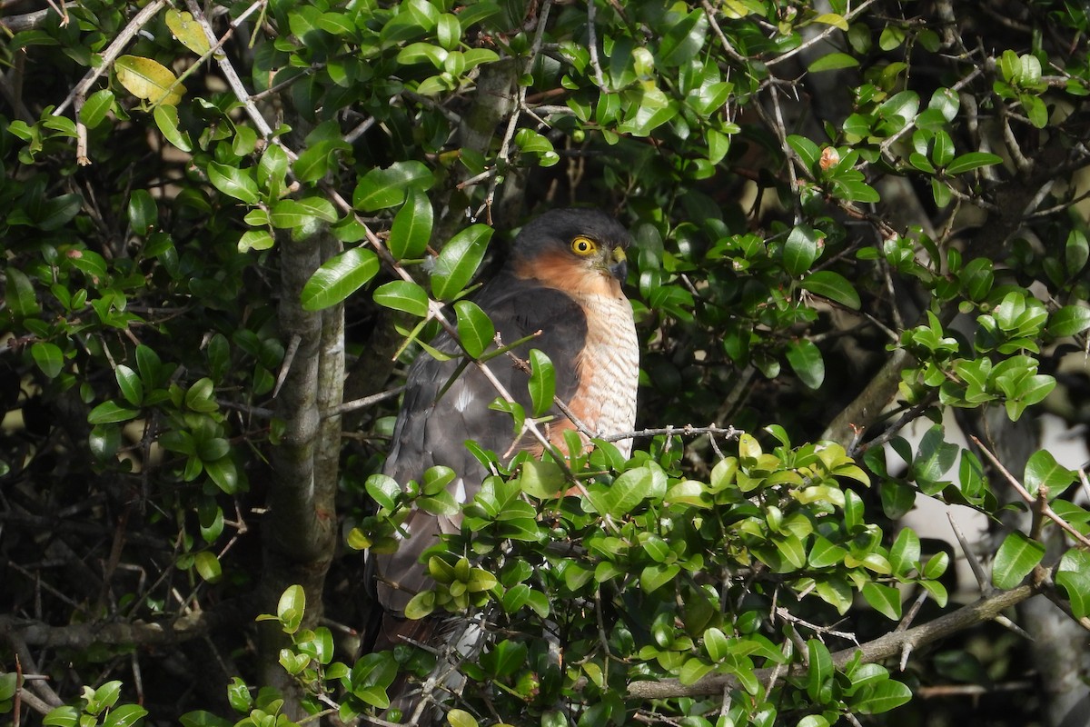 Sharp-shinned Hawk - Maria Rosa Hernandez  Lopez