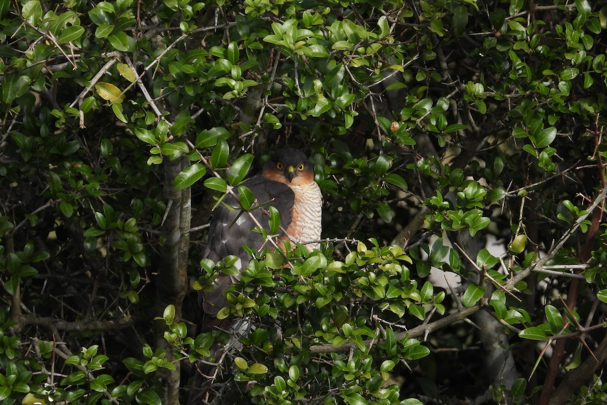 Sharp-shinned Hawk - Maria Rosa Hernandez  Lopez