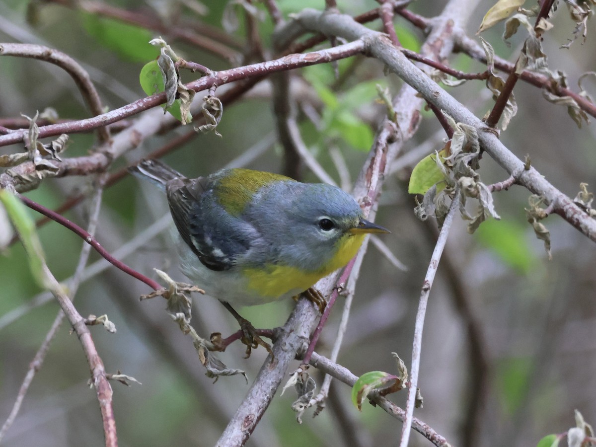 Northern Parula - Joanne Morrissey