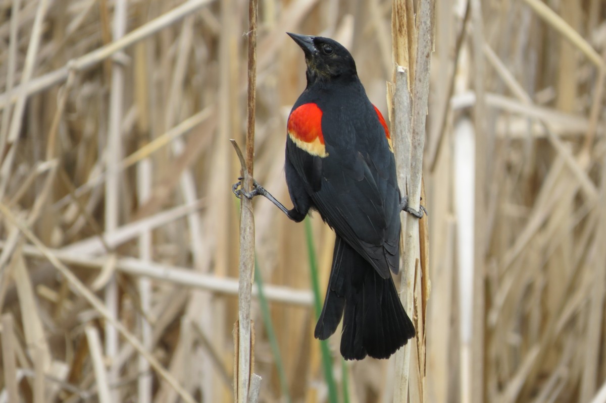 Red-winged Blackbird - suzanne pudelek