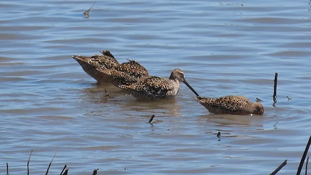 Short-billed/Long-billed Dowitcher - ML619110542