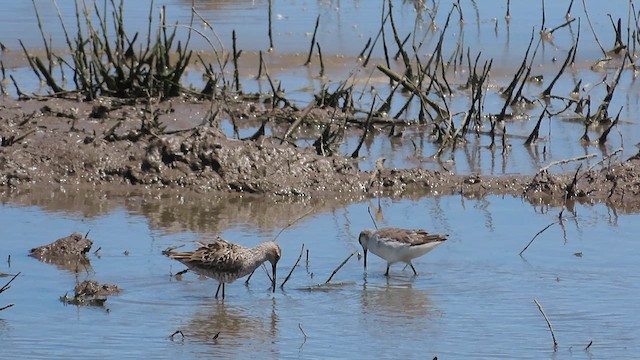 Phalarope de Wilson - ML619110553